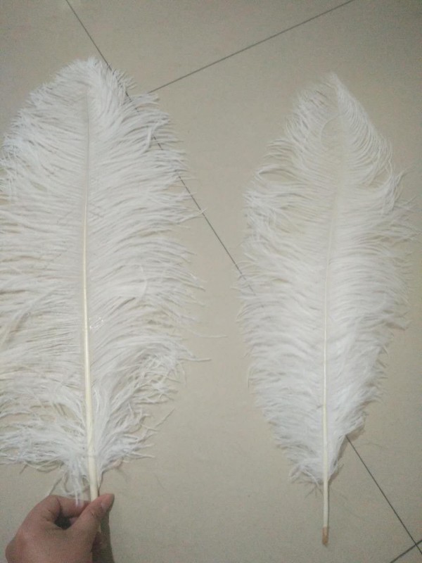 Good Quality Ostrich Feather 55 60 Cm Branded Products